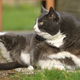 Illustration for article titled Your Fat Cat Wouldnt Mind if You Put Its Squishy Tail On a Diet